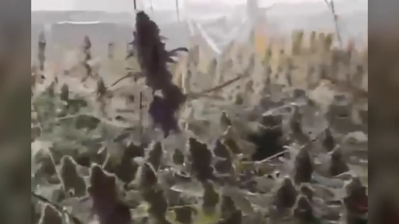 The villa that became a drug lab: 420 kg of cannabis seized in the north