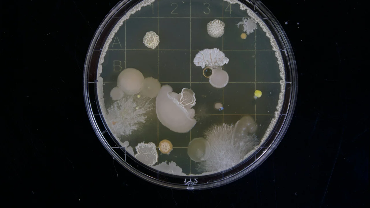 Scientists Debunk Five-Second Rule as Bacterial Transfer Proves Instant