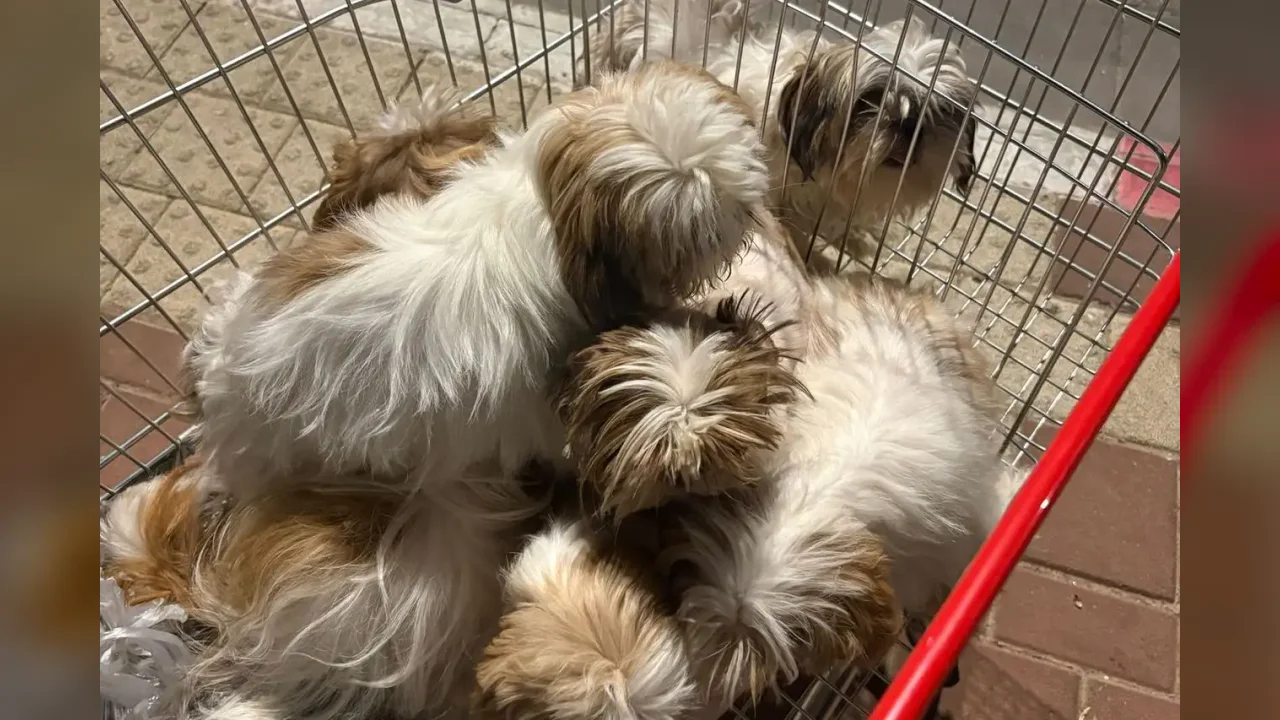 Holon : un homme interpellé après avoir maltraité et étranglé son chien